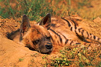 Striped hyaena {Hyaena hyaena} New Delhi Zoo, India Captive