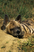 Striped hyaena {Hyaena hyaena} sleeping, New Delhi Zoo, India, captive