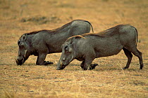 Warthogs grazing on knees {Phacochoerus aethiopicus} Hwange NP Zimbabwe