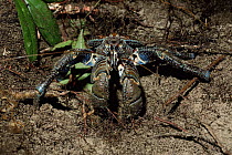 Coconut crab, Sipadan, Malaysia