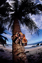 Coconut crab on  tree trunk, Christmas Island