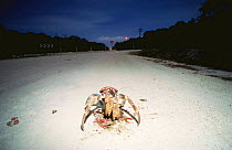 Coconut crab {Birgus latro} scavenging on Red crab road kill at night, Christmas Island