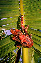 Coconut crab on palm leaf, Aldabra Atoll, Seychelles