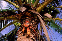 Coconut crab on palm trunk, Aldabra Atoll, Seychelles