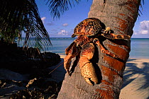 Coconut crab on palm trunk, Picard Island, Aldabra Atoll, Seychelles