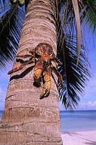 Coconut crab on palm trunk {Birgus latro} Picard Island, Aldabra Atoll, Seychelles