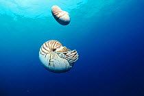 Pearly nautilus {Nautilus pompilius} swimming, Indian Ocean