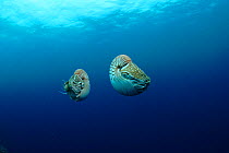Pearly nautilus  swimming, Indian Ocean
