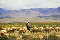 Bolivian girl herding sheep on the Altiplano, Bolivia, South America