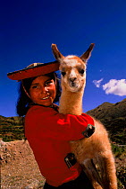 Indian girl in traditional dress with llama (Llama glama). Near Cusco, Peru, South America