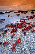 Christmas Island Red Crabs {Gecarcoidea natalis} on the shore. Indian Ocean, Australia