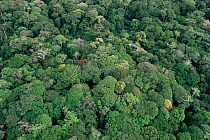 Aerial view of  Epulu Ituri  rainforest canopy in wet season. Congo / Zaire
