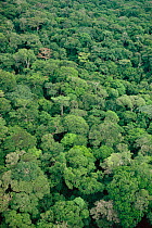 Aerial view of troical rainforest tree canopy during rainy season. Epulu Ituri rainforest reserve. Democratic Republic of Congo.