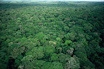 Aerial view of rainforest canopy during rainy season. Epulu Ituri, Dem Rep Congo