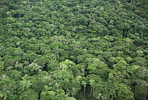 Aerial view of rainforest canopy, Epulu Ituri rainforest, Congo / Zaire