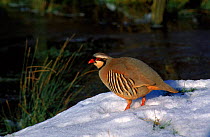 Red legged Partridge on snow {Alectoris rufa} Warwickshire, UK