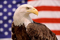 American bald eagle portrait against USA flag {Haliaeetus leucocephalus} Not available for ringtone/wallpaper use.