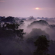 Dawn over canopy of Tai Forest, Cote d'Ivoire, West Africa