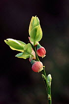 Bilberry flowers (Vaccinium myrtilis). Scotland, UK, Europe
