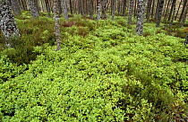 Bilberry plants Vaccinium myrtilis}  in woodland understorey, Aviemore, Scotland, UK. RSPB reserve.
