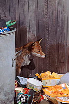 Red fox raiding rubbish bin, South Yorkshire, UK