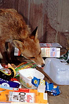 Red fox raiding rubbish bin {Vulpes vulpes} South Yorkshire UK.