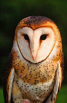 Barn owl (Tyto alba). Raptor Centre, New York, USA