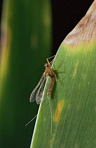 Mayfly adult {Baetis sp} England