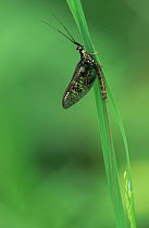 Anglers drake mayfly {Ephemera danica} Gaume, Belgium