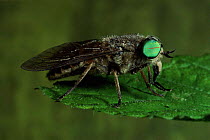 Gadfly on leaf, UK