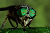 Gadfly eyes close-up, UK