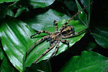 Wandering spider female {Ctenus sp} Uganda