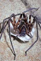 Huntsman spider female carrying eggsac. Sumatra  {Heteropoda sp}