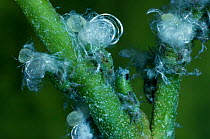 Jumping plant louse {Psylla alni} UK.
