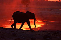 RF- African elephant (Loxodonta africana) at sunset. Chobe National Park, Botswana. Endangered species. (This image may be licensed either as rights managed or royalty free.)