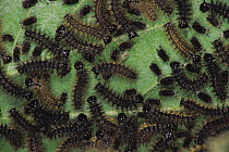 Map butterfly {Araschnia levana} caterpillars on leaf, Germany