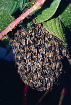 Honey bee {Apis mellifera} Africanized or 'killer bee' swarm, Brazil