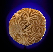 Mushroom coral {Fungia sp.} skeleton from the Philippines
