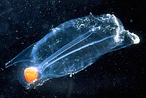 Tunicate {Salpa maxima} plankton underwater, Mediterranean