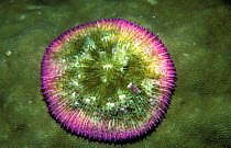 Mushroom coral {Fungia fungites} Philippines, Pacific