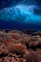 Coral reef landscape. Shallow reef with Anthias and wave. Red Sea, Egypt, North-Africa