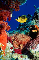 Crown of thorns starfish and butterflyfish on coral reef, Red Sea, Egypt.