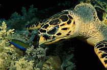 Hawksbill turtle feeding on soft coral, Red Sea.