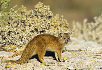 Yellow mongoose sunbathing {Cynictis penicillata} Etosha NP, Namibia