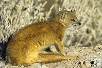 Yellow mongoose sunbathing {Cynictis penicillata} Etosha NP, Namibia.