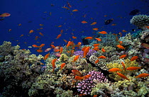 Coral reef landscape with Anthias fish {Anthias squamipinnis} Red Sea, Egypt.
