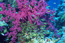 Glassfish {Chanda sp.} and soft coral, in Coral reef landscape, Red Sea, Egypt.