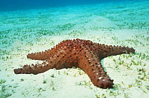 Horned seastar on sea bed. {Protoreaster nodosus} Tonga, Pacific ocean.