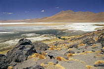 Lago Colorado, showing white mineral deposits and red dinoflagellates, 4200m altitude, Andes, Bolivia
