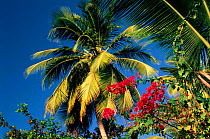 Tropical plants, Grand Anse, Grenada, Caribbean.